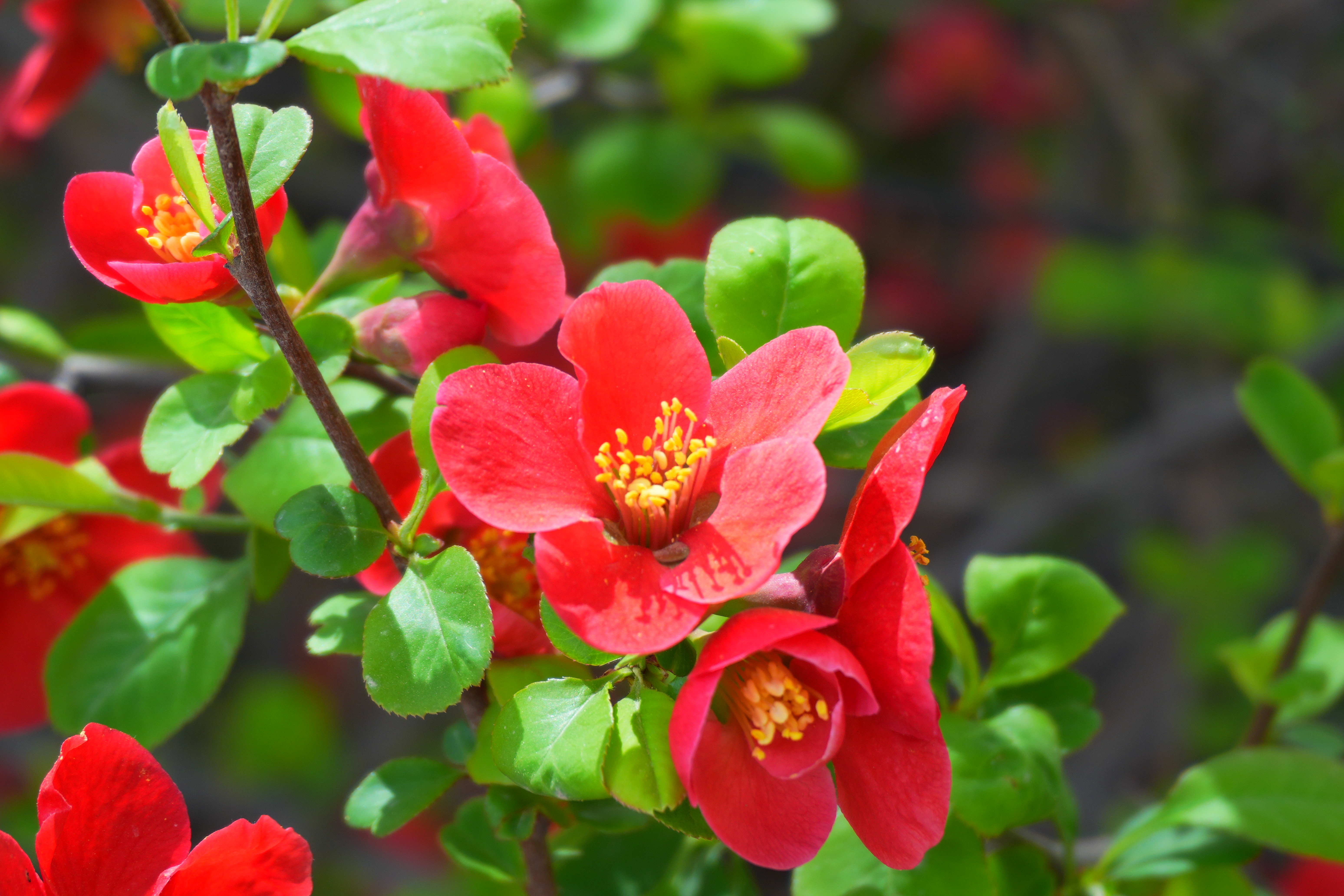 鲜花